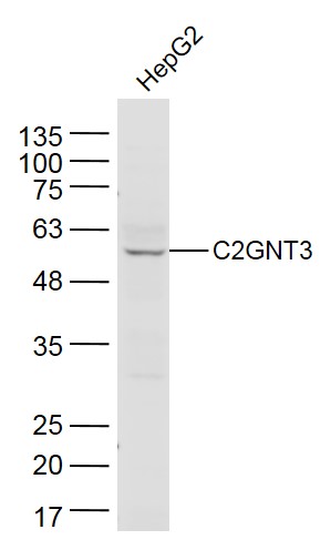 HepG2 cell lysates probed with C2GNT3 Polyclonal Antibody, Unconjugated (bs-15145R) at 1:300 dilution and 4˚C overnight incubation. Followed by conjugated secondary antibody incubation at 1:20000 for 60 min at 37˚C.