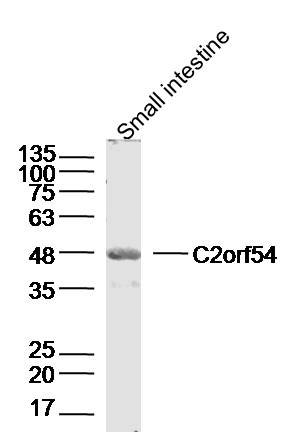Mouse small intestine lysates probed with C2orf54 Polyclonal Antibody, Unconjugated (bs-15153R) at 1:300 dilution and 4˚C overnight incubation. Followed by conjugated secondary antibody incubation at 1:20000 for 60 min at 37˚C.
