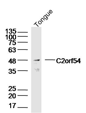 Mouse tongue lysates probed with C2orf54 Polyclonal Antibody, Unconjugated (bs-15153R) at 1:300 dilution and 4˚C overnight incubation. Followed by conjugated secondary antibody incubation at 1:20000 for 60 min at 37˚C.