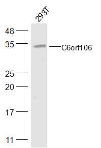 293T cell lysates probed with C6orf106 Polyclonal Antibody, Unconjugated (bs-15213R) at 1:300 dilution and 4˚C overnight incubation. Followed by conjugated secondary antibody incubation at 1:20000 for 60 min at 37˚C.