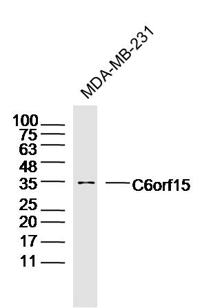MDA-MB-231 cell lysates probed with C6orf15 Polyclonal Antibody, Unconjugated (bs-15224R) at 1:300 dilution and 4˚C overnight incubation. Followed by conjugated secondary antibody incubation at 1:20000 for 60 min at 37˚C.