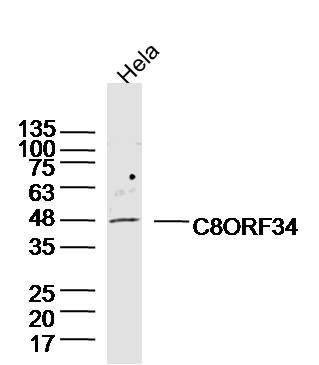Hela cell lysates probed with C8ORF34 Polyclonal Antibody, Unconjugated (bs-15287R) at 1:300 dilution and 4˚C overnight incubation. Followed by conjugated secondary antibody incubation at 1:20000 for 60 min at 37˚C.