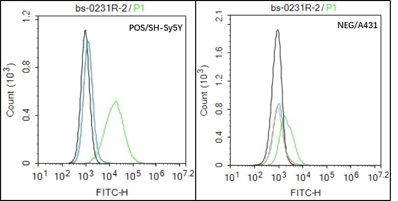 SH-Sy5y (Positive) and A431 (Negative control) cells (black) were incubated in 5% BSA blocking buffer for 30 min at room temperature. Cells were then stained with PDGFRA Antibody (bs-0231R) at 1:50 dilution in blocking buffer and incubated for 30 min at room temperature, washed twice with 2% BSA in PBS, followed by secondary antibody (blue) incubation for 40 min at room temperature. Acquisitions of 20,000 events were performed. Cells stained with primary antibody (green), and isotype control (orange).
