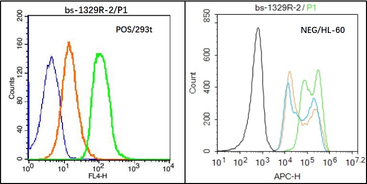 293T (Positive) and HL-60 (Negative control) cells (black) were fixed with 4% PFA for 10min at room temperature, permeabilized with PBST for 20 min at room temperature, and incubated in 5% BSA blocking buffer for 30 min at room temperature. Cells were then stained with ZO-1 Antibody( bs-1329R) at 1:50 dilution in blocking buffer and incubated for 30 min at room temperature, washed twice with 2% BSA in PBS, followed by secondary antibody(blue) incubation for 40 min at room temperature. Acquisitions of 20,000 events were performed. Cells stained with primary antibody (green), and isotype control (orange).