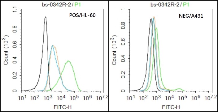 HL-60 (Positive) and A431 (Negative control) cells (black) were incubated in 5% BSA blocking buffer for 30 min at room temperature. Cells were then stained with Integrin beta 3 Antibody (bs-0342R) at 1:50 dilution in blocking buffer and incubated for 30 min at room temperature, washed twice with 2% BSA in PBS, followed by secondary antibody(blue) incubation for 40 min at room temperature. Acquisitions of 20,000 events were performed. Cells stained with primary antibody (green), and isotype control (orange).