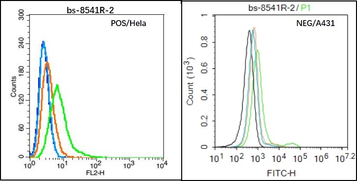Hela (Positive) and A431 (Negative control) cells (black) were incubated in 5% BSA blocking buffer for 30 min at room temperature. Cells were then stained with CLEC 4E Antibody(bs-8541R)at 1:50 dilution in blocking buffer and incubated for 30 min at room temperature, washed twice with 2% BSA in PBS, followed by secondary antibody(blue) incubation for 40 min at room temperature. Acquisitions of 20,000 events were performed. Cells stained with primary antibody (green), and isotype control (orange)._x000D_