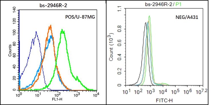 U-87MG (Positive) and A431 (Negative control) cells (black) were incubated in 5% BSA blocking buffer for 30 min at room temperature. Cells were then stained with HAS1 Antibody (bs-2946R) at 1:50 dilution in blocking buffer and incubated for 30 min at room temperature, washed twice with 2% BSA in PBS, followed by secondary antibody(blue) incubation for 40 min at room temperature. Acquisitions of 20,000 events were performed. Cells stained with primary antibody (green), and isotype control (orange)._x000D_
