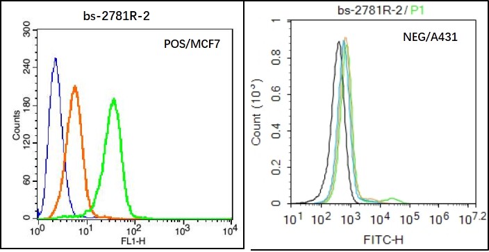 MCF7 (Positive) and A431 (Negative control) cells (black) were incubated in 5% BSA blocking buffer for 30 min at room temperature. Cells were then stained with CACNA1G Antibody (bs-2781R) at 1:50 dilution in blocking buffer and incubated for 30 min at room temperature, washed twice with 2% BSA in PBS, followed by secondary antibody(blue) incubation for 40 min at room temperature. Acquisitions of 20,000 events were performed. Cells stained with primary antibody (green), and isotype control (orange)._x000D_