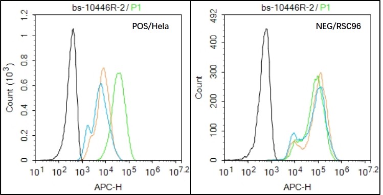 Hela (Positive) and RSC96 (Negative control) cells (black) were incubated in 5% BSA blocking buffer for 30 min at room temperature. Cells were then stained with Integrin alpha HPV16-E7Antibody (bs-10446R) at 1:50 dilution in blocking buffer and incubated for 30 min at room temperature, washed twice with 2% BSA in PBS, followed by secondary antibody(blue) incubation for 40 min at room temperature. Acquisitions of 20,000 events were performed. Cells stained with primary antibody (green), and isotype control (orange).\r\n
