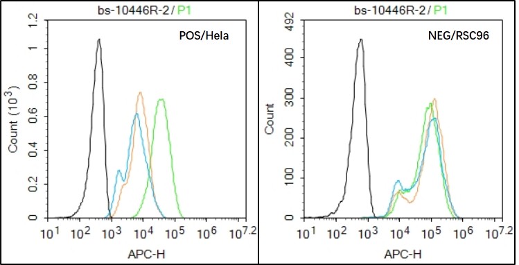 Hela (Positive) and RSC96 (Negative control) cells (black) were incubated in 5% BSA blocking buffer for 30 min at room temperature. Cells were then stained with Integrin alpha HPV16-E7Antibody (bs-10446R) at 1:50 dilution in blocking buffer and incubated for 30 min at room temperature, washed twice with 2% BSA in PBS, followed by secondary antibody(blue) incubation for 40 min at room temperature. Acquisitions of 20,000 events were performed. Cells stained with primary antibody (green), and isotype control (orange)._x000D_