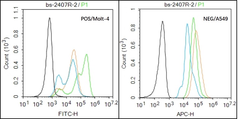Molt-4 (Positive) and A549 (Negative control) cells (black) were fixed with 4% PFA for 10min at room temperature, permeabilized with 20% PBST for 20 min at room temperature, and incubated in 5% BSA blocking buffer for 30 min at room temperature. Cells were then stained with SV2A Antibody (bs-2407R) at 1:50 dilution in blocking buffer and incubated for 30 min at room temperature, washed twice with 2% BSA in PBS, followed by secondary antibody(blue) incubation for 40 min at room temperature. Acquisitions of 20,000 events were performed. Cells stained with primary antibody (green), and isotype control (orange)._x000D_