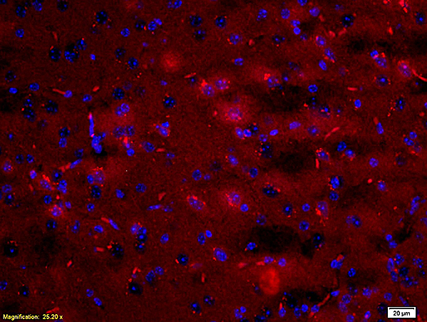 Formalin-fixed and paraffin embedded: rat brain tissue labeled with Anti-ARC Polyclonal Antibody (bs-0385R), Unconjugated at 1:200, followed by conjugation to the secondary antibody was Goat Anti-Rabbit IgG, PE conjugated (bs-0295G-PE) at 1:200 for 40 minutes at 37°C DAPI(5ug/ml, blue) was used to stain the cell nuclei