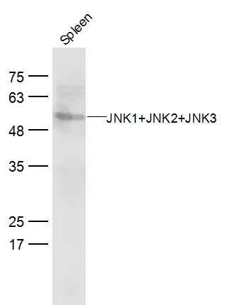 Mouse spleen lysates probed with JNK1+2+3 Polyclonal Antibody, Unconjugated (bs-2592R) at 1:300 dilution and 4˚C overnight incubation. Followed by conjugated secondary antibody incubation at 1:20000 for 60 min at 37˚C.