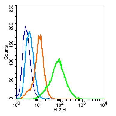 Mouse kidney Cells were fixed with 2% PFA (10min at room temperature). The cells were then incubated in 1 X PBS containing 0.5% BSA + 10% goat serum to block non-specific protein-protein interactions for 15 min at room temperature. Staining with EpCAM Polyclonal Antibody, Unconjugated (bs-1513R) was performed at 1:100 for 30 min on ice. The secondary antibody, Goat anti-rabbit IgG-PE, was used at a 1:200 dilution for 30 minutes on ice. Primary antibody staining (green) is compared to compared to unstained cells (dark blue), secondary only (light blue), and isotype control (orange).