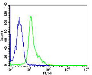 Human Hela Cells probed with FYN (2C7) Monoclonal Antibody, Unconjugated (bsm-51263M) (green) at 1:25 for 60 minutes followed by a Alexa Fluor® 488 goat anti-mouse lgG at 1:400. The graph shows FYN staining compared a mouse IgG1 isotype control (blue).