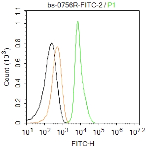 U2OS cells(black) were fixed with 4% PFA for 10min at room temperature\uff0cpermeabilized with  PBST  for 20 min at room temperature,and incubated in 5% BSA blocking buffer for 30 min at room temperature. Cells were then stained with  VIM Antibody\uff08bs-0756R-FITC\uff09 at 1:100 dilution in blocking buffer and incubated for 30 min at room temperature, washed twice with 2%BSA  in PBS. Acquisitions of 20,000 events were performed.  Cells stained with primary antibody (green) and isotype control (orange).