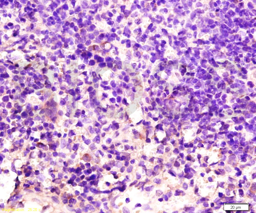 Paraformaldehyde-fixed, paraffin-embedded Rat Spleen tissue; Antigen retrieval by boiling in sodium citrate buffer (0.01M, pH6) for 15 minutes; Block endogenous peroxidase by 3% hydrogen peroxide for 30 minutes; Blocking buffer (normal goat serum) at 37°C for 20 minutes; Antibody incubation with SCF Polyclonal Antibody, Unconjugated (bs-0545R) at 1:200 overnight at 4°C, followed by a conjugated secondary antibody and DAB staining.