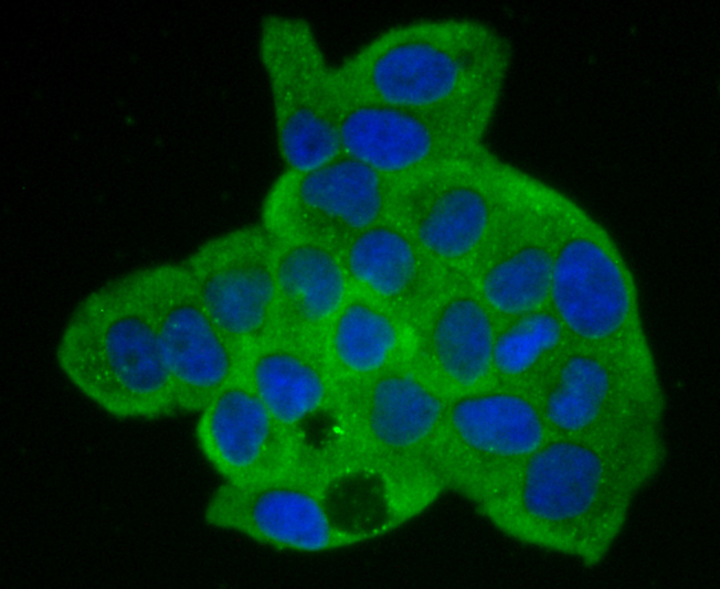 IF(ICC) staining with Annexin A2 (2F4) Monoclonal Antibody (bsm-54021R) at 1:100 in Hela cells (green). The nuclear counterstain is DAPI (blue). Cells were fixed in paraformaldehyde, permeabilized with 0.25% Triton X100/PBS.
