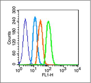 Human A431 Cells were fixed with 2% PFA (10min at room temperature) and then permeabilized with 90% ice-cold methanol for 30min on ice. The cells were then incubated in 2% BSA + 10% goat serum to block non-specific protein-protein interactions for 15 min at room temperature. Cells were stained with EGFR Polyclonal Antibody, Unconjugated (bs-0165R) at 1:33 for 30 min at room temperature. The secondary antibody, Goat anti-rabbit IgG-FITC, was used for 40 min at room temperature. Primary Antibody staining (green) is compared to unstained cells (dark blue), secondary only (light blue) and isotype control (orange).