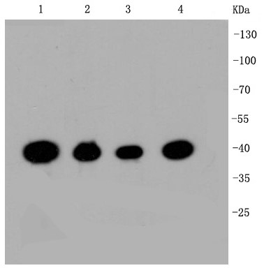 Lane 1: Hela; Lane 2: HepG2; Lane 3: Jurkat; Lane 4: NIH/3T3; Probed with CREB (2B5 ) Monoclonal Antibody (bsm-52245R) at 1:1000 overnight at 4°C followed by a conjugated secondary antibody for 60 minutes at 37°C.