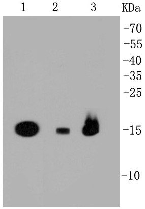 Lane 1: 293T; Lane 2: NIH/3T3; Lane 3: HepG2 lysates probed with PBR (1D4) Monoclonal Antibody (bsm-52249R) at 1:1000 dilution and incubated overnight at 4°C followed by a conjugated secondary antibody for 60 minutes at 37°C.