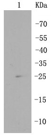 PC12 cell lysates probed with RPS3 (12A5) Monoclonal Antibody (bsm-52257R) at 1:500 overnight at 4°C followed by a conjugated secondary antibody for 60 minutes at 37°C.
