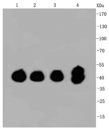 Lane 1: Hela; Lane 2: SW480; Lane 3: HCT116; Lane 4: PC12 lysate probed with ERK1/2 (3A12) Monoclonal Antibody (bsm-52259R) at 1:1000 overnight at 4°C followed by a conjugated secondary antibody for 60 minutes at 37°C.