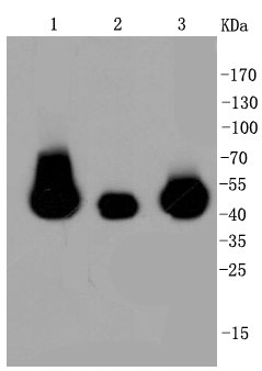 Lane 1: HepG2; Lane 2: PC12; Lane 3: NIH/3T3 probed with MAP2K1/2 (4H7) Monoclonal Antibody (bsm-52280R) at 1:1000 overnight at 4°C followed by a conjugated secondary antibody for 60 minutes at 37°C.