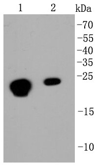 Lane 1: MCF-7; Lane 2: Hela; Probed with CBX5 (3G1) Monoclonal Antibody (bsm-52301R) at 1:1000 overnight at 4°C followed by a conjugated secondary antibody for 60 minutes at 37°C.