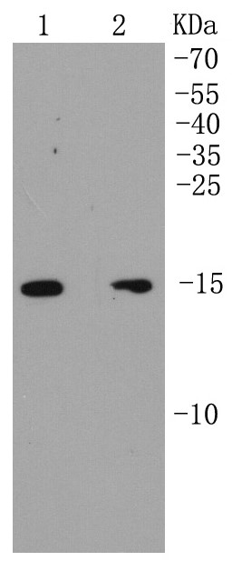 Line 1: MCF-7; Line 2: SK-BR-3 lysate probed with p16 ARC (8D8) Monoclonal Antibody (bsm-52302R) at 1:1000 overnight at 4°C followed by a conjugated secondary antibody for 60 minutes at 37°C.