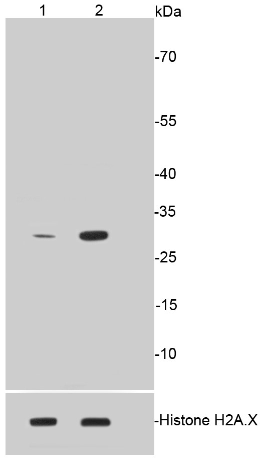 Lane 1: Untreated CRC whole cell lysates; Lane 2: CRC cells treated with 1.5µg/ml Colcemid for 12 hours whole cell lysates; Probed with Phospho-Histone H1.3 (T17)+Histone H1.4 (T17) (3A4 ) Monoclonal Antibody (bsm-52267R) at 1:500, overnight at 4°C followed by a conjugated secondary antibody for 60 minutes at 37°C.