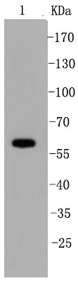 Raji cell lysates probed with PTPN6 (1A5) Monoclonal Antibody (bsm-52271R) at 1:500 overnight at 4°C followed by a conjugated secondary antibody for 60 minutes at 37°C.