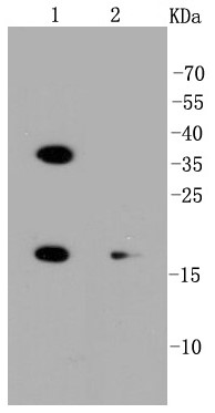 Lane 1: Hela; Lane 2: K562 lysate; Probed with PUMA (2G6) Monoclonal Antibody, Unconjugated (bsm-52276R) at 1:1000 overnight at 4°C followed by incubation with a conjugated secondary antibody at 1:20000 for 60 minutes at 37°C._x000D_