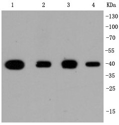 Lane 1: Hela; Lane 2: NIH/3T3; Lane 3: PC-12; Lane 4: Jurkat lysate probed with p38 (2H4) Monoclonal Antibody (bsm-52278R) at 1:1000 overnight at 4°C followed by a conjugated secondary antibody for 60 minutes at 37°C.