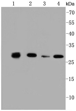 Lane 1: 293; Lane 2: Jurkat; Lane 3: Mouse kidney; Lane 4: HepG2 lysate probed with Prohibitin (1F10) Monoclonal Antibody (bsm-52282R) at 1:1000 overnight at 4°C followed by a conjugated secondary antibody for 60 minutes at 37°C.