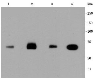 Lane 1: HepG2; Lane 2: Hela; Lane 3: NIH/3T3; Lane 4: PC-12_x000D_ lysate probed with HSPA8 (4D2) Monoclonal Antibody (bsm-52284R) at 1:1000 overnight at 4°C followed by a conjugated secondary antibody for 60 minutes at 37°C.