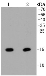 Lane 1: Hela; Lane 2: NIH/3T3 lysate probed with Histone H2A(hydroxyl Y39) (2A3) Monoclonal Antibody (bsm-52286R) at 1:1000 overnight at 4°C followed by a conjugated secondary antibody for 60 minutes at 37°C.