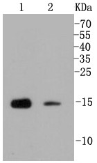 Lane 1: Mouse testis; Lane 2: CRC lysate probed with Histone H3(mono+di+methyl K79) (2B11) Monoclonal Antibody (bsm-52291R) at 1:1000 overnight at 4°C followed by a conjugated secondary antibody for 60 minutes at 37°C.