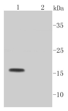 Lane 1: Camptothecin (2 µM) treated Jurkat cells; Lane 2: Untreated Jurkat cell lysate probed with Active Caspase-3 (2F7) Monoclonal Antibody (bsm-52297R) at 1:1000 overnight at 4°C followed by a conjugated secondary antibody for 60 minutes at 37°C. Lane 1: Camptothecin (2 µM) treated Jurkat cells; Lane 2: Untreated Jurkat cell lysate probed with Active Caspase-3 (2F7) Monoclonal Antibody (bsm-52297R) at 1:1000 overnight at 4°C followed by a conjugated secondary antibody for 60 minutes at 37°C.