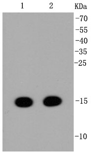 Lane 1: Hela; Lane 2: NIH/3T3 lysate probed with Histone H3(mono methyl K36) (6G6) Monoclonal Antibody, Unconjugated (bsm-52298R) at 1:1000 overnight at 4°C followed by incubation with a conjugated secondary antibody at 1:20000 for 60 minutes at 37°C.