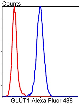 Flow cytometric analysis of Hela cells with GLUT1 antibody at 1/50 dilution (blue) compared with an unlabelled control (cells without incubation with primary antibody; red).