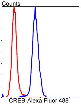 Flow cytometric analysis of HeLa cells with CREB (2B5 ) Monoclonal Antibody (bsm-52245R) at a 1:100 dilution (red) compared with an unlabeled control (cells without incubation with primary antibody; blue).
