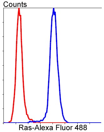 Flow cytometric analysis of HeLa cells with Ras (11F2) Monoclonal Antibody (bsm-52246R) at a 1:50 dilution (red) compared with an unlabeled control (cells without incubation with primary antibody; blue).