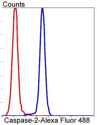 Flow cytometric analysis of Jurkat cells with Caspase 2 (2B1) Monoclonal Antibody (bsm-52281R) at 1:50 dilution followed by secondary antibody incubation (red), compared with an unlabeled control (cells without incubation with primary antibody; black).