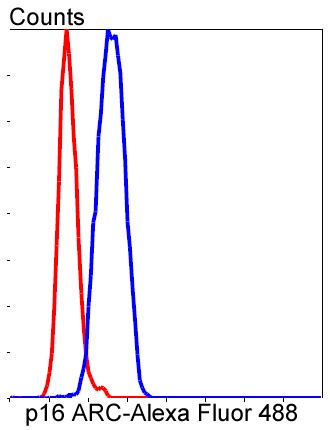 Flow cytometric analysis of SH-SY-5Y cells with p16 ARC (8D8) Monoclonal Antibody (bsm-52302R) at a 1:50 dilution (red) compared with an unlabeled control (cells without incubation with primary antibody; blue).