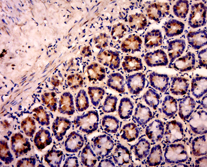 Paraformaldehyde-fixed, paraffin embedded Rat Colon tissue; Antigen retrieval by boiling in sodium citrate buffer (0.01M, pH6) for 15 minutes; Block endogenous peroxidase by 3% hydrogen peroxide for 30 minutes; Blocking buffer (normal goat serum) at 37°C for 20 minutes; Antibody incubation with SOX10 Polyclonal Antibody, Unconjugated (bs-20563R) at 1:500 overnight at 4°C, followed by a conjugated secondary antibody, DAB and counter staining.