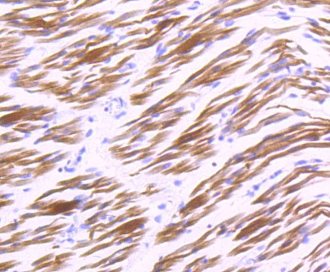 Paraformaldehyde-fixed and paraffin-embedded Human Embryonic Skeletal Muscle tissue incubated with Alpha B Crystallin (1B12) Monoclonal Antibody (bsm-54032R) at 1:100, overnight at 4°C, followed by a conjugated secondary antibody and DAB staining. Counterstained with hematoxylin.