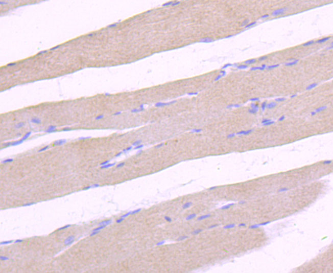 Paraformaldehyde-fixed and paraffin-embedded Rat Skeleton Muscle tissue incubated with ULK1 (2F3) Monoclonal Antibody (bsm-54034R) at 1:100, overnight at 4°C, followed by a conjugated secondary antibody and DAB staining. Counterstained with hematoxylin.