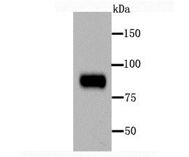 Lane 1: Human Placenta; Probed with Periostin (2F7) Monoclonal Antibody (bsm-54036R) at 1:1000 overnight at 4°C followed by a conjugated secondary antibody for 60 minutes at 37°C.