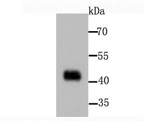 Lane 1: Rat Heart; Probed with PDK1 (2F9) Monoclonal Antibody (bsm-54037R) at 1:1000 overnight at 4°C followed by a conjugated secondary antibody for 60 minutes at 37°C.